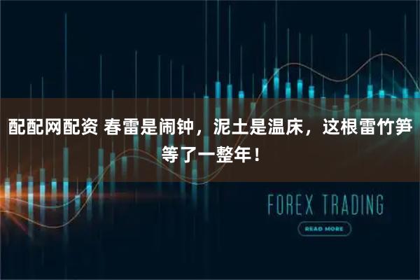 配配网配资 春雷是闹钟，泥土是温床，这根雷竹笋等了一整年！