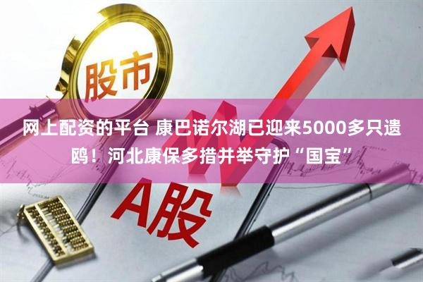 网上配资的平台 康巴诺尔湖已迎来5000多只遗鸥!河北康保多措并举守护“国宝”